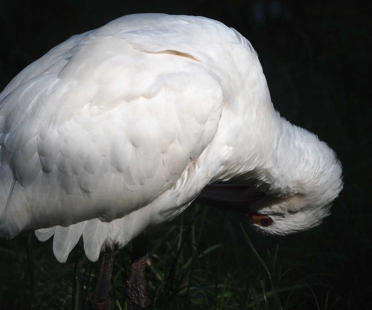 Preening Eurasian spoonbill (Platalea leucorodia), 2023-06-04