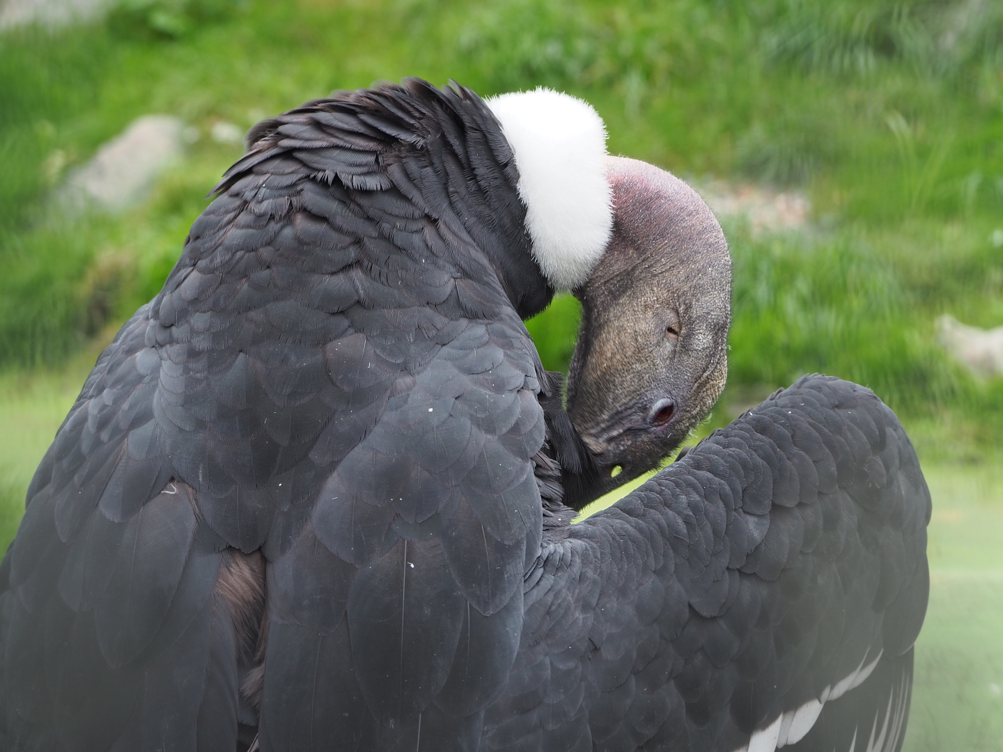 Preening female Andean condor (Vultur gryphus), 2020-09-03