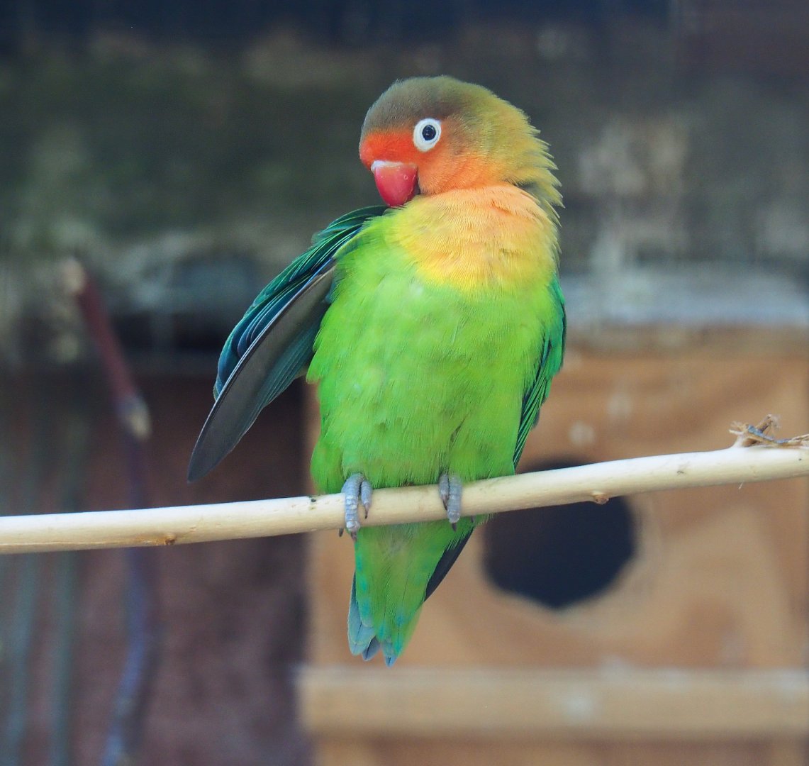 Preening Fischer's lovebird (Agapornis fischeri), 2019-08-04