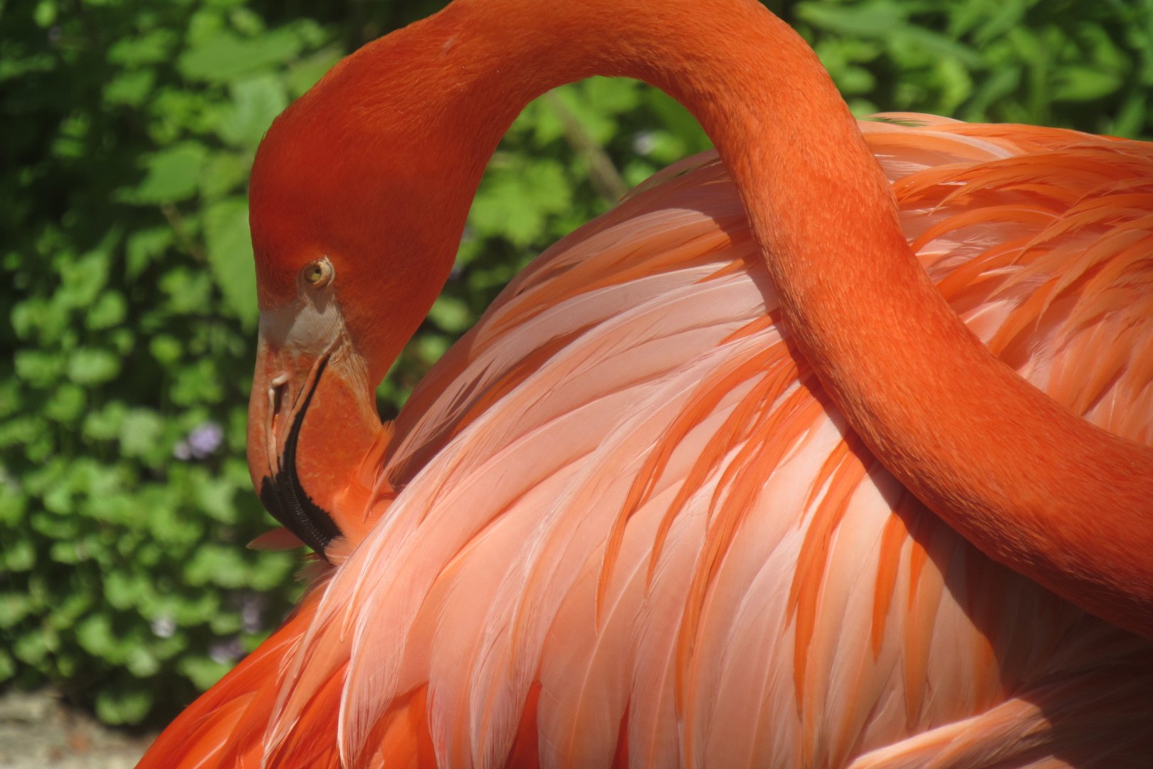 preening flamingo