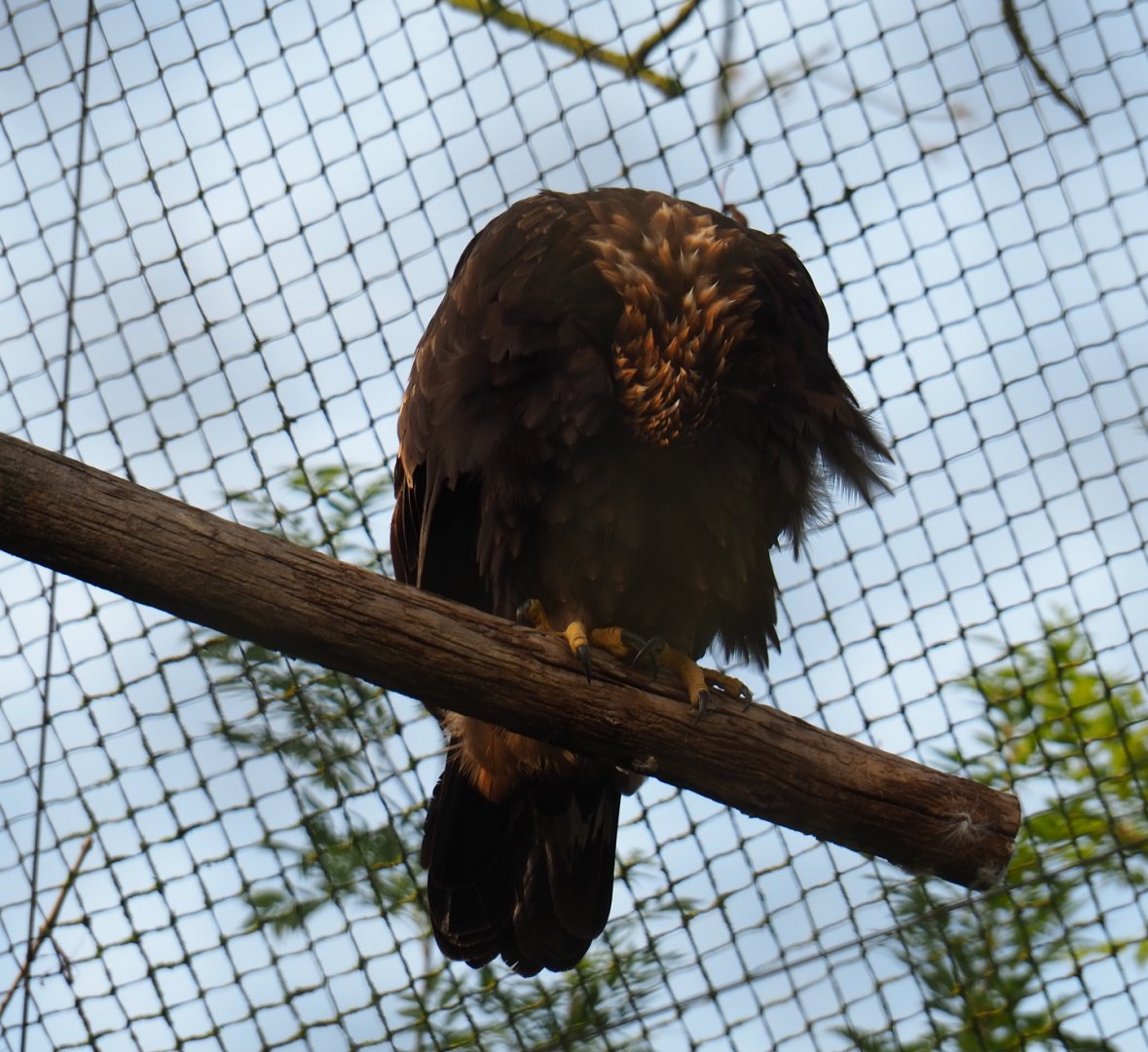 Preening golden eagle (Aquila chrysaetos), 2019-10-04