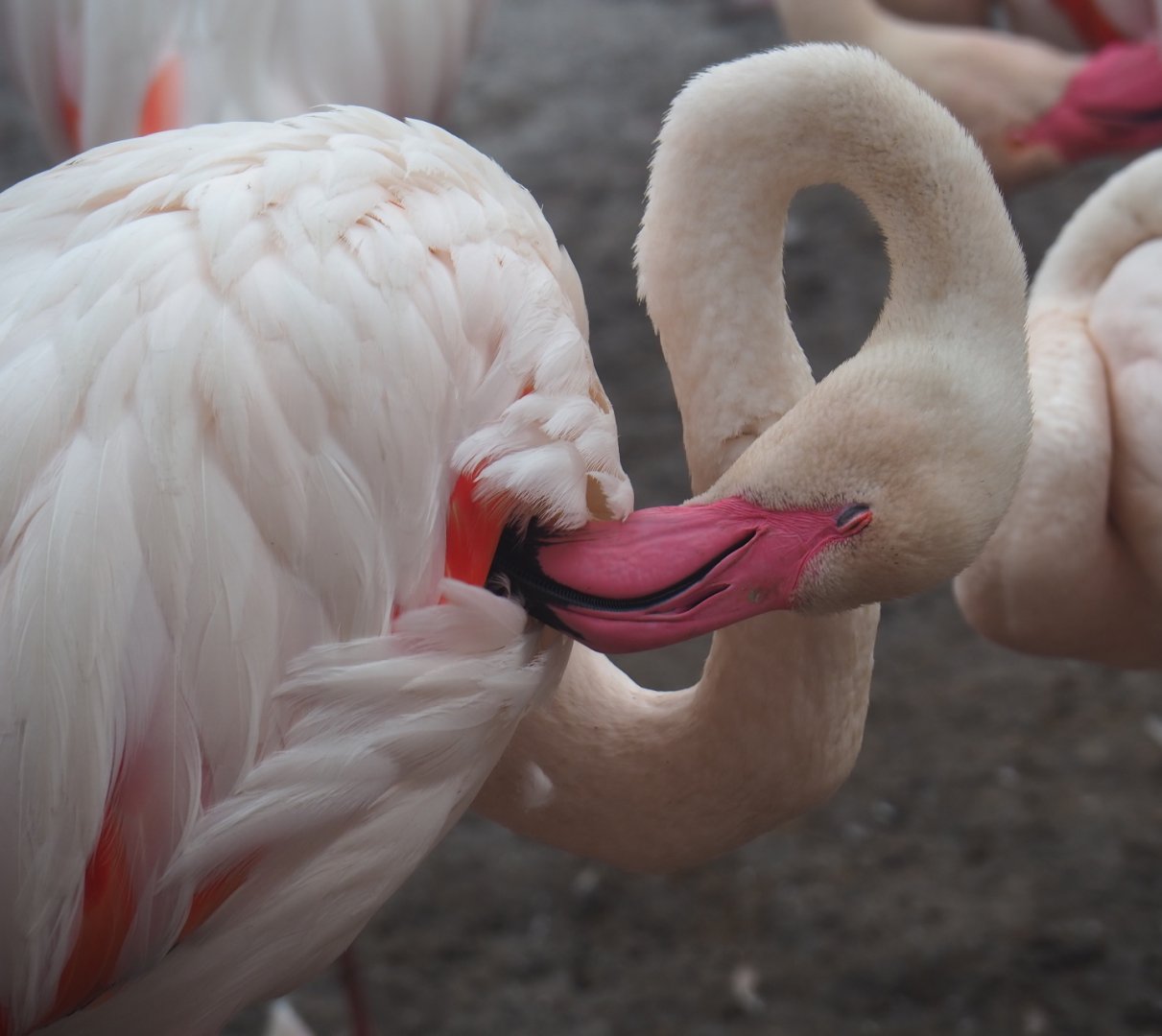 Preening greater flamingo (Phoenicopterus roseus), 2019-07-21