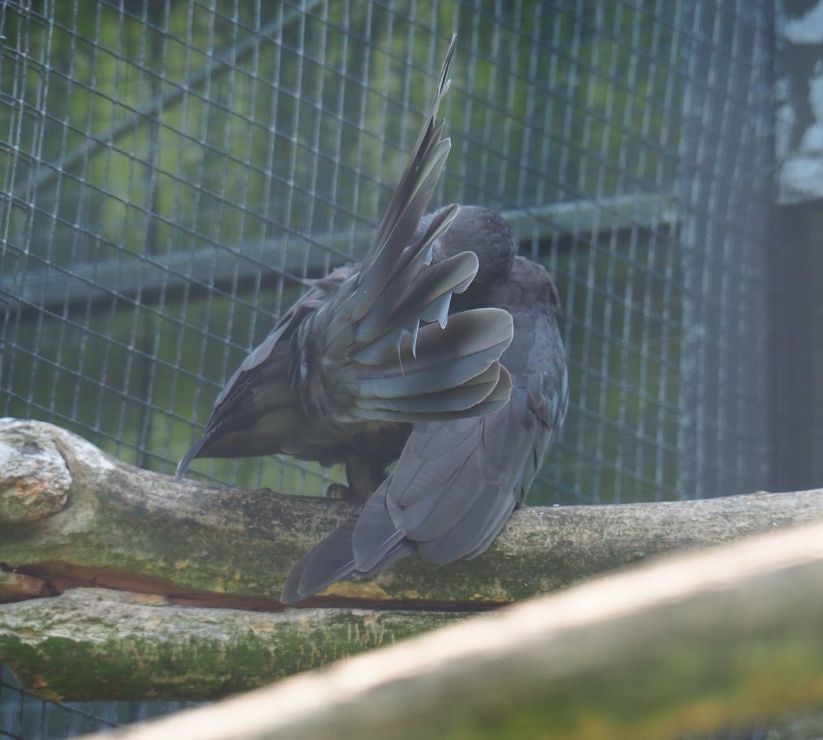 Preening Greater Vasa parrot (Coracopsis vasa), 2019-08-04