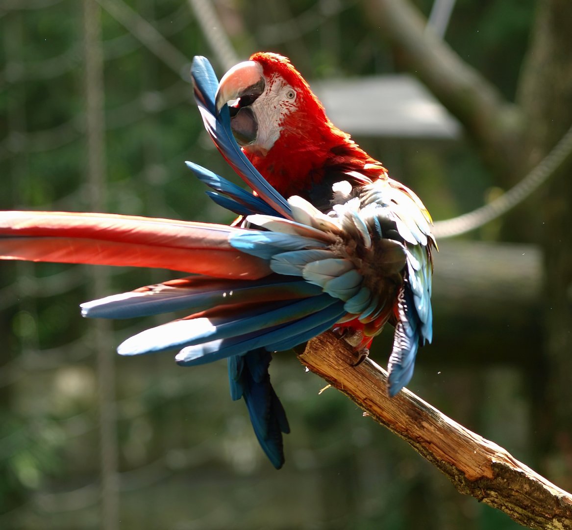 Preening Green-winged macaw (Ara chloropterus), 2015-08-01