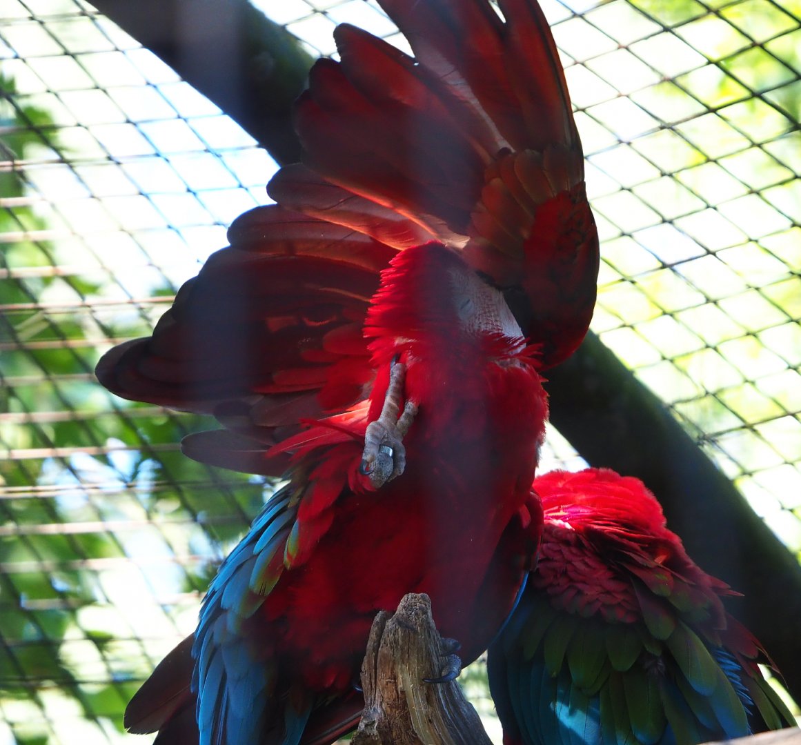 Preening Green-winged macaw (Ara chloropterus), 2020-06-20