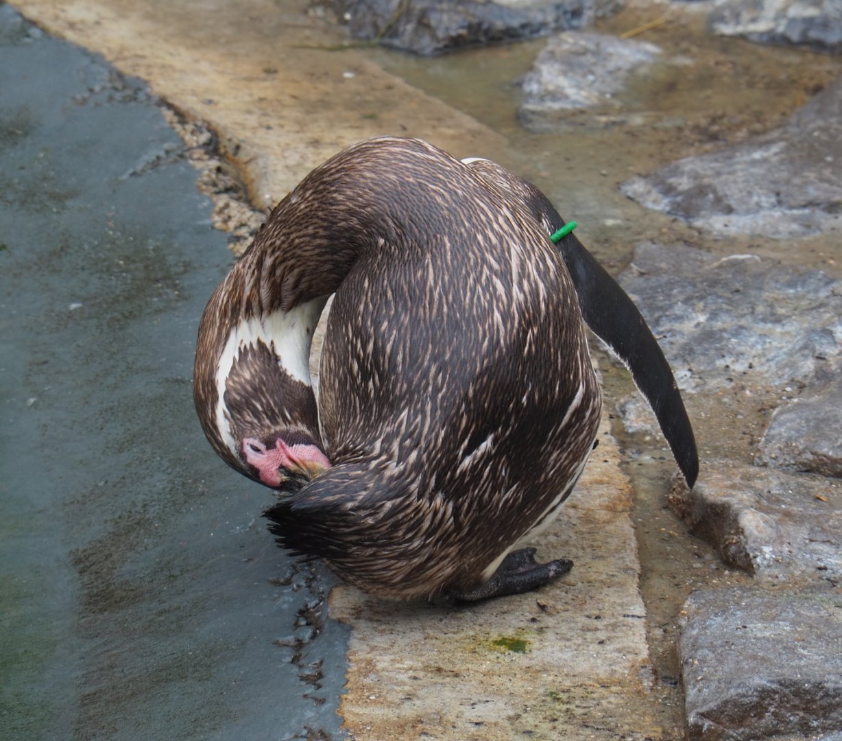 Preening Humboldt penguin (Spheniscus humboldti), 2020-07-14