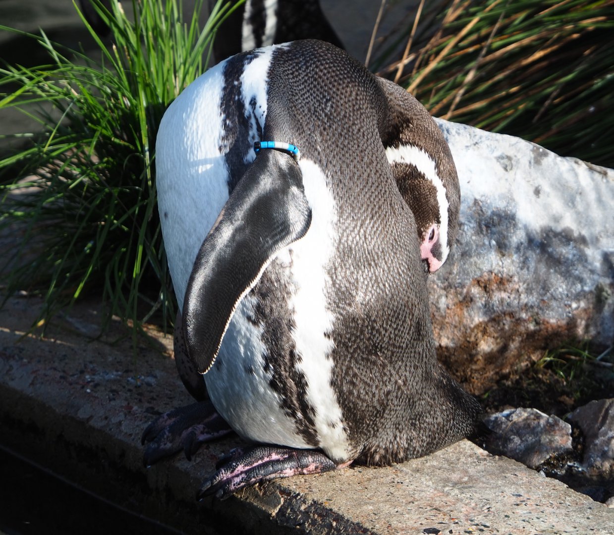 Preening Humboldt penguin (Spheniscus humboldti), 2020-10-10