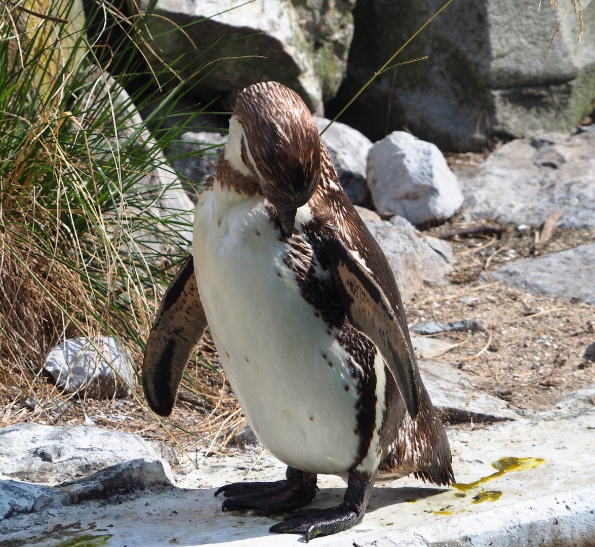 Preening Humboldt penguin (Spheniscus humboldti), 2023-07-26