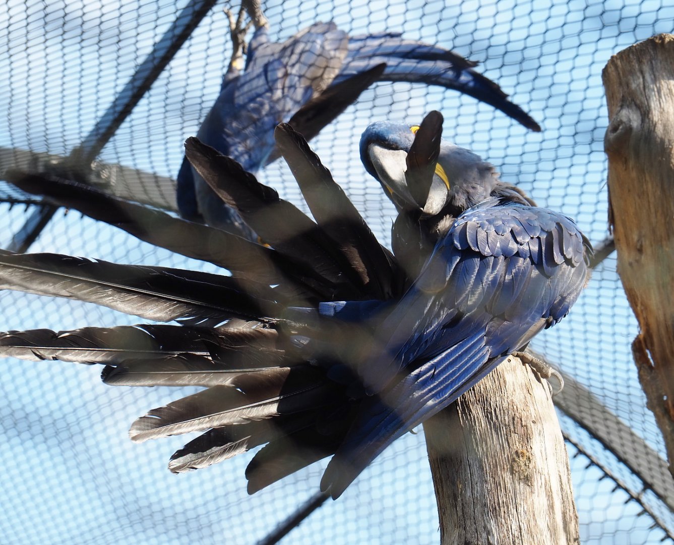 Preening Hyacinth macaw (Anodorhynchus hyacinthinus), 2021-07-17