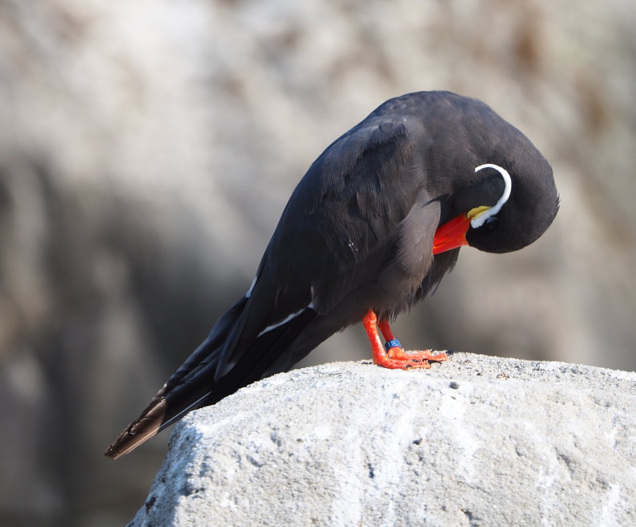 Preening Inca tern (Larosterna inca), 2020-09-16
