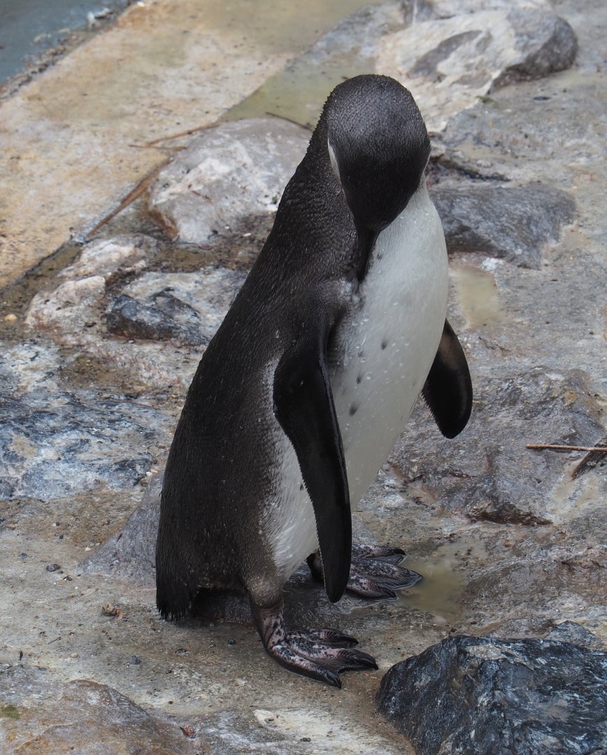 Preening juvenile Humboldt penguin (Spheniscus humboldti), 2020-07-14