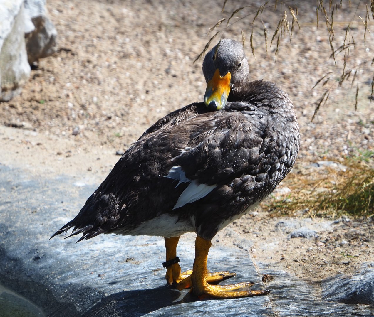 Preening Magellanic flightless steamer duck (Tachyeres pteneres), 2020-07-21