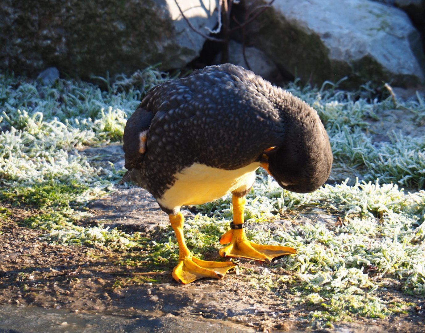 Preening Magellanic flightless steamer duck (Tachyeres pteneres), Jan 20th, 2018