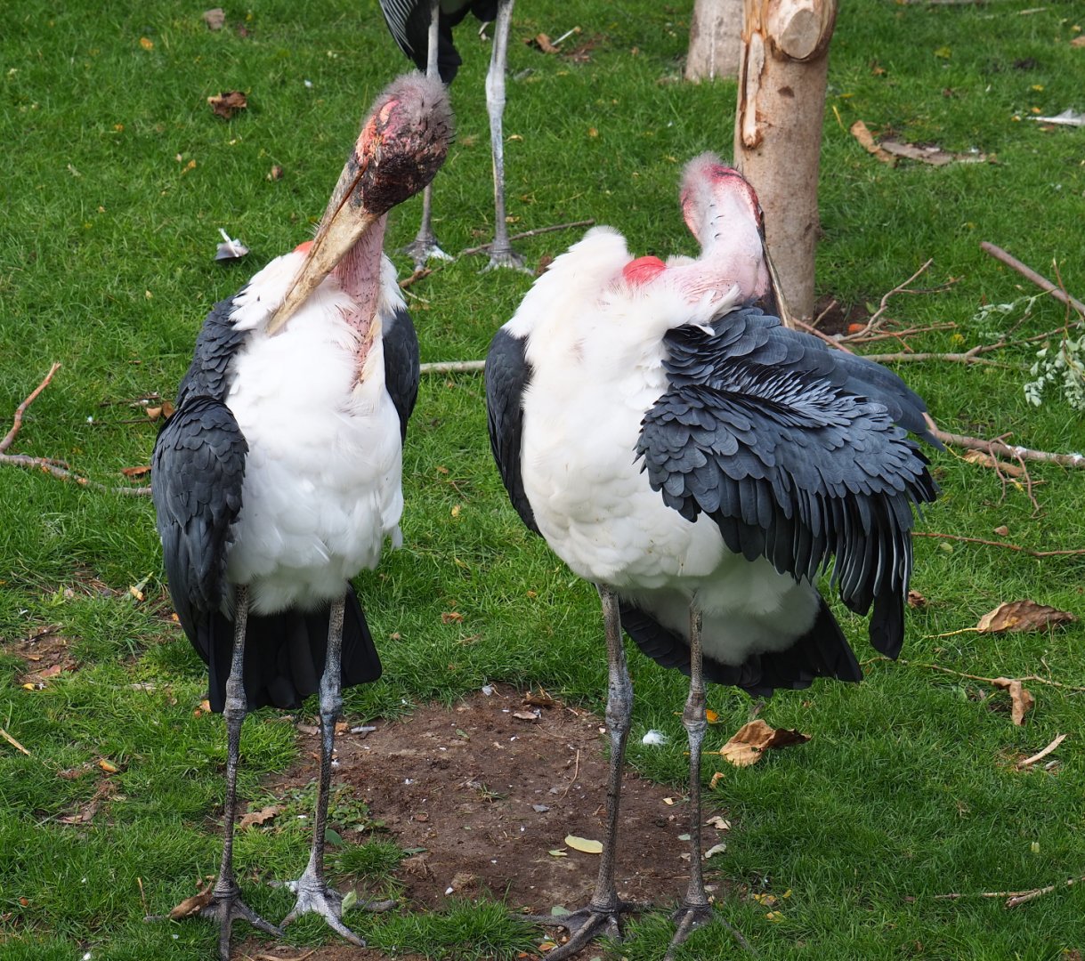 Preening Marabous (Leptoptilos crumenifer), 2019-10-04