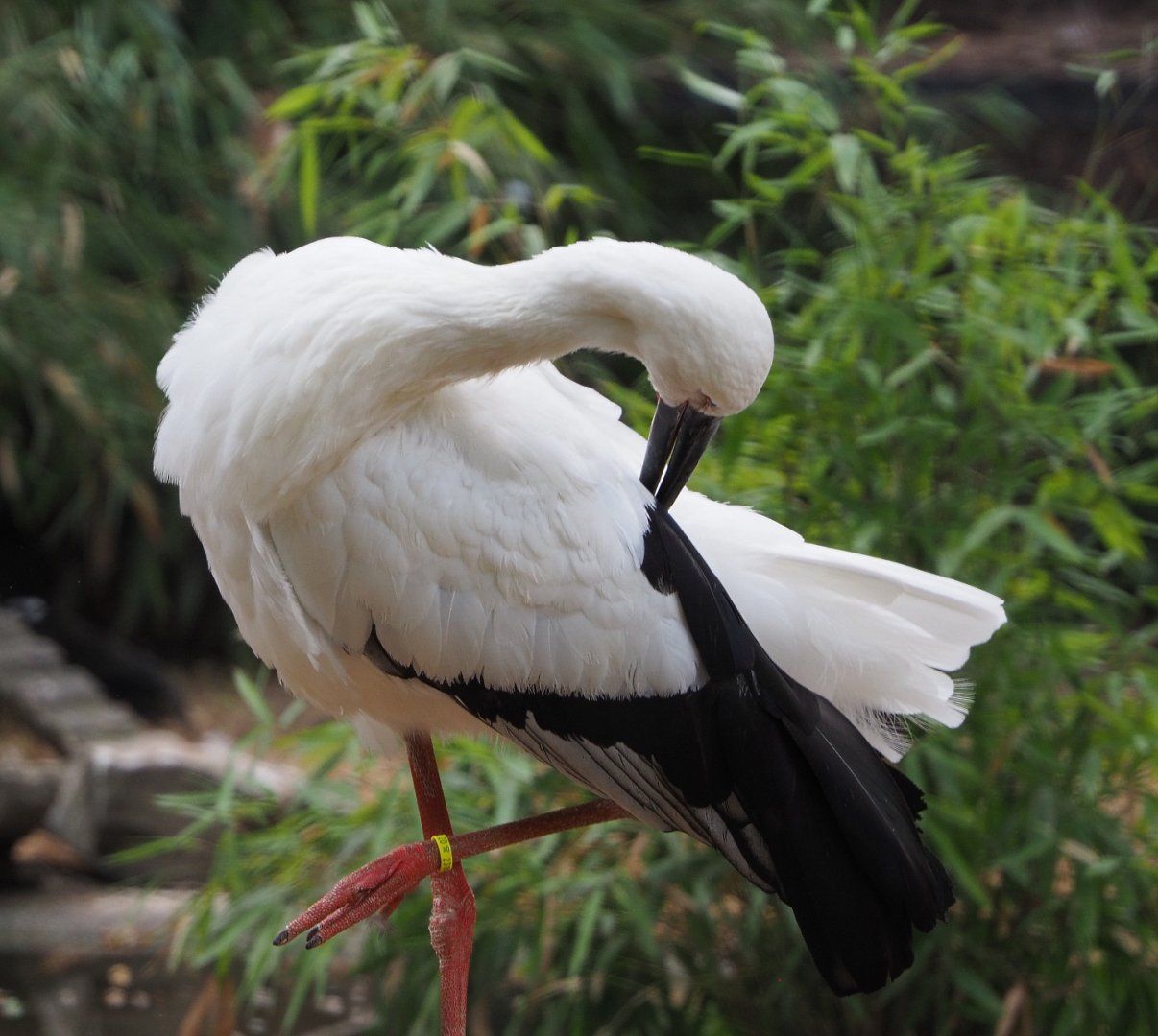 Preening Oriental white stork (Ciconia boyciana), 2020-08-15