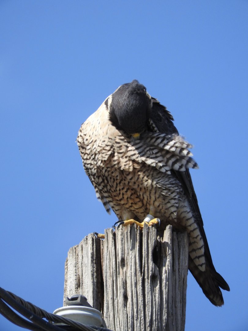 Preening Peregrine