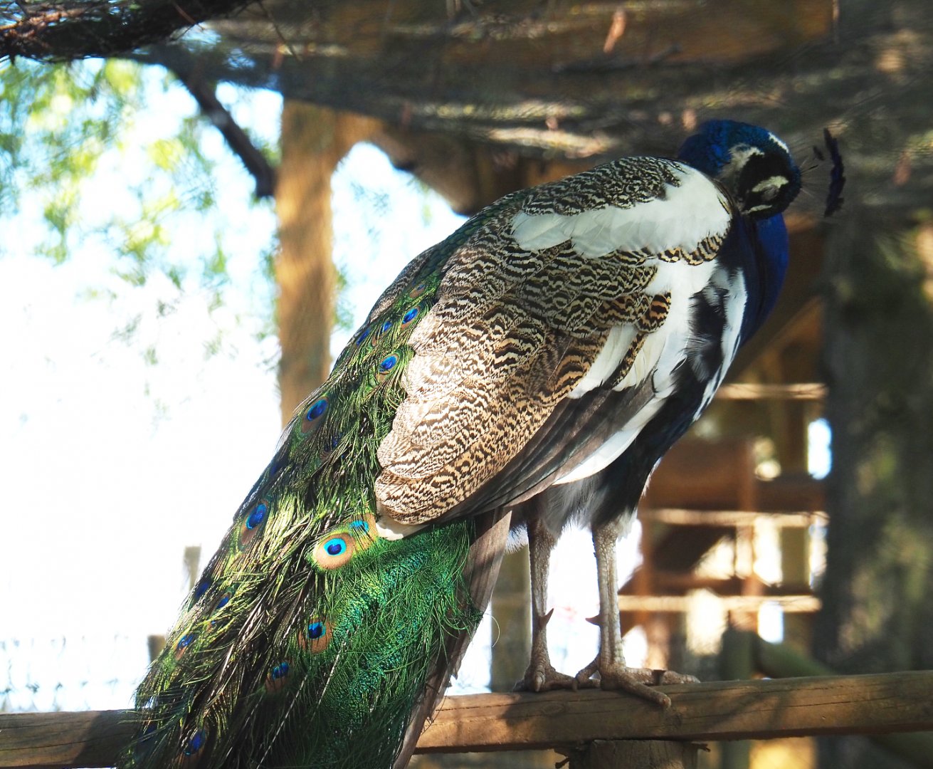 Preening pied blue peafowl rooster (Pavo cristatus), 2021-05-29