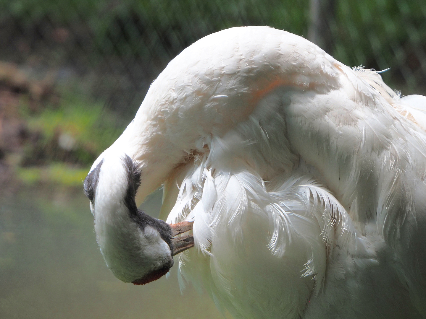 Preening red-crowned crane (Grus japonensis), 2020-06-20