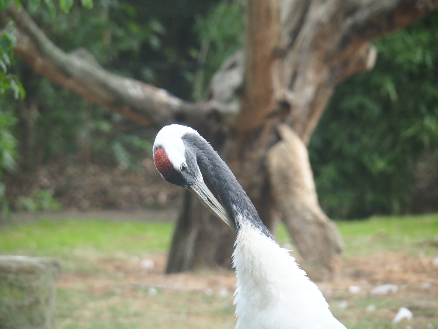 Preening red-crowned crane (Grus japonensis)
