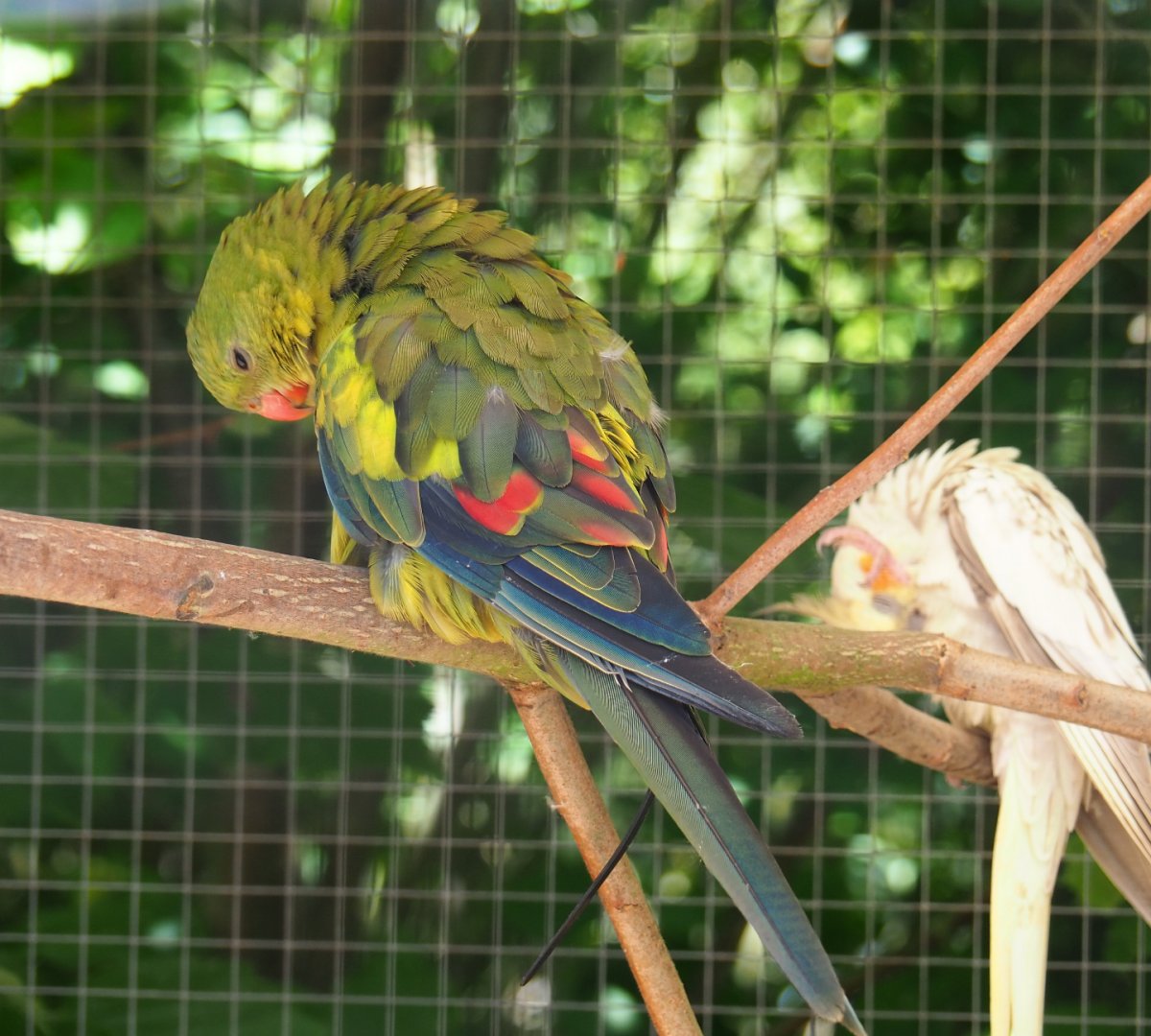 Preening regent parrot (Polytelis anthopeplus), 2019-06-01