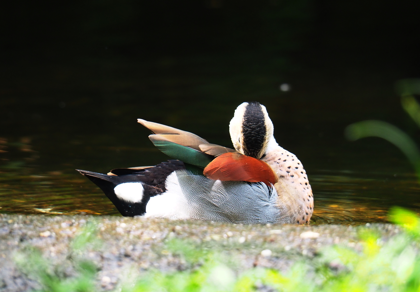 Preening ringed teal drake (Callonetta leucophrys), 2019-07-21