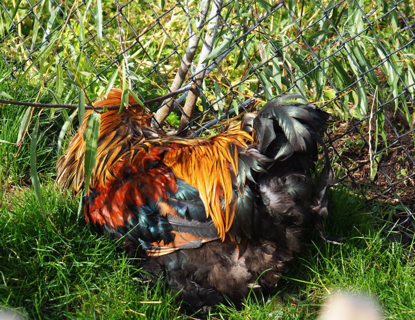 Preening rooster (Gallus gallus domesticus), 2019-10-04