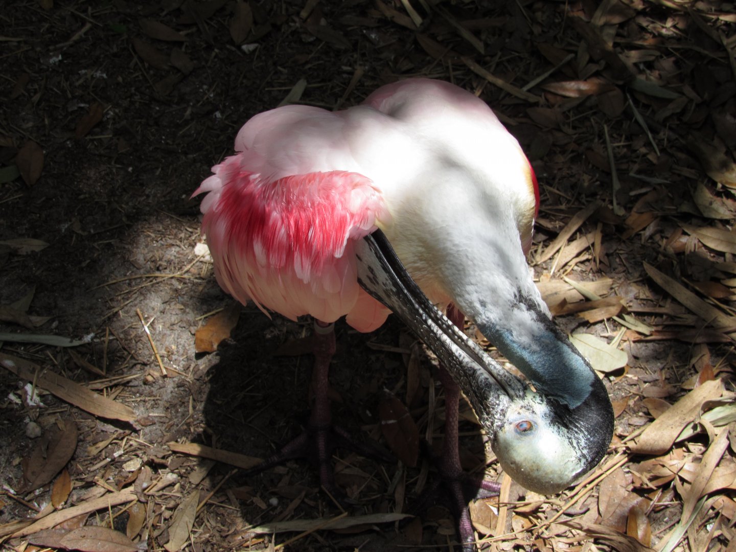 Preening Roseate Spoonbill
