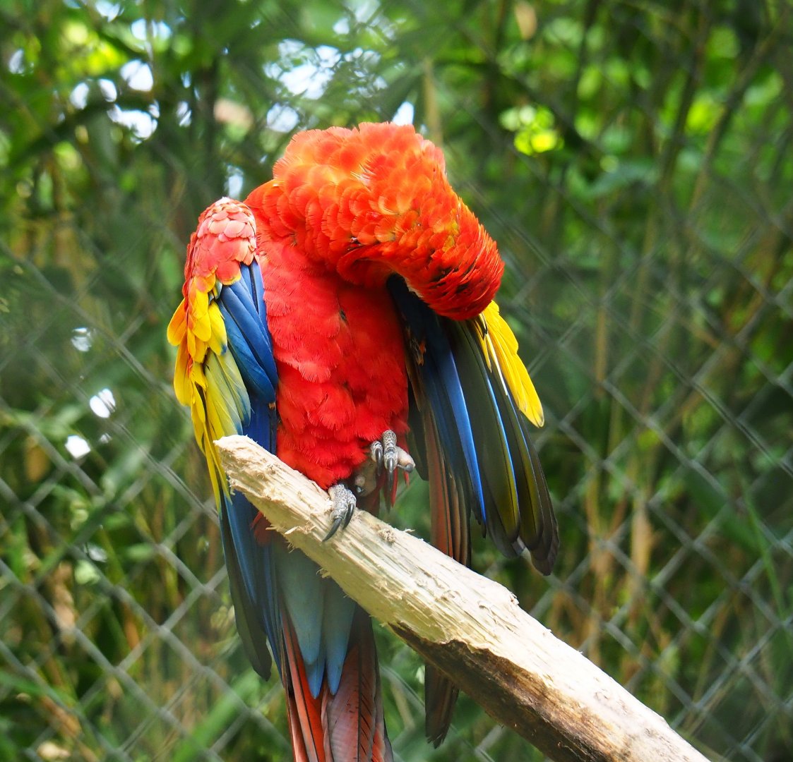 Preening scarlet macaw (Ara macao), 2019-05-31