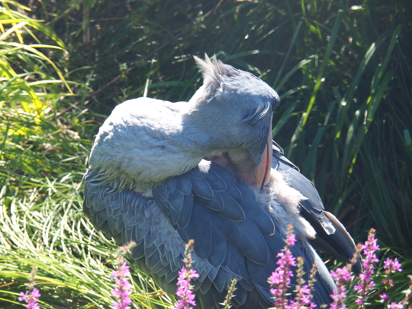 Preening Shoebill (Balaeniceps rex), 2021-09-03