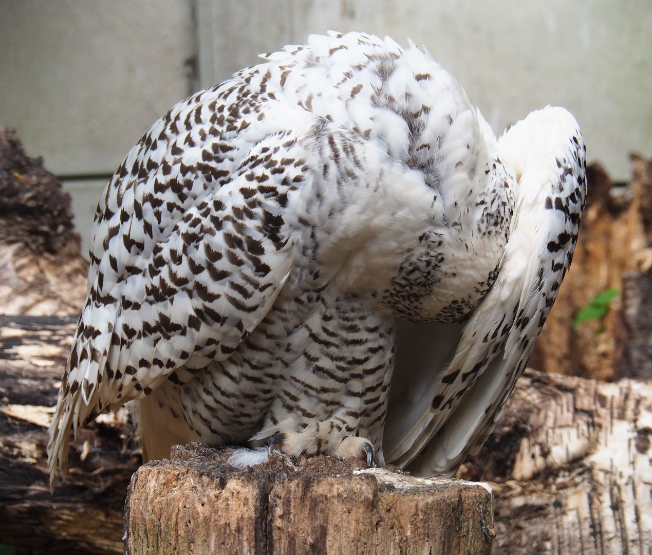 Preening Snow owl (Bubo scandiacus), 2019-05-25