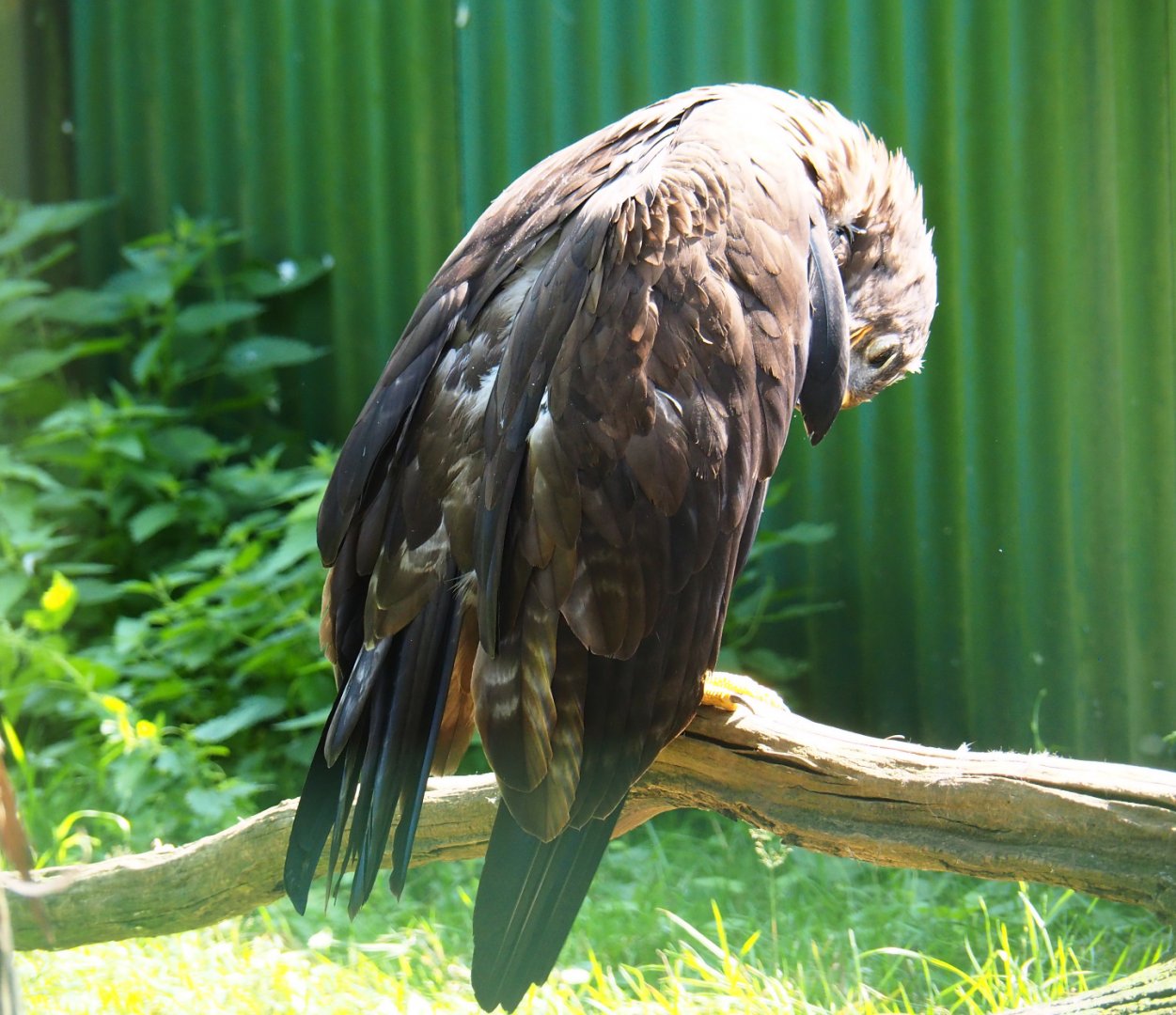 Preening Steppe eagle (Aquila nipalensis), 2019-08-04
