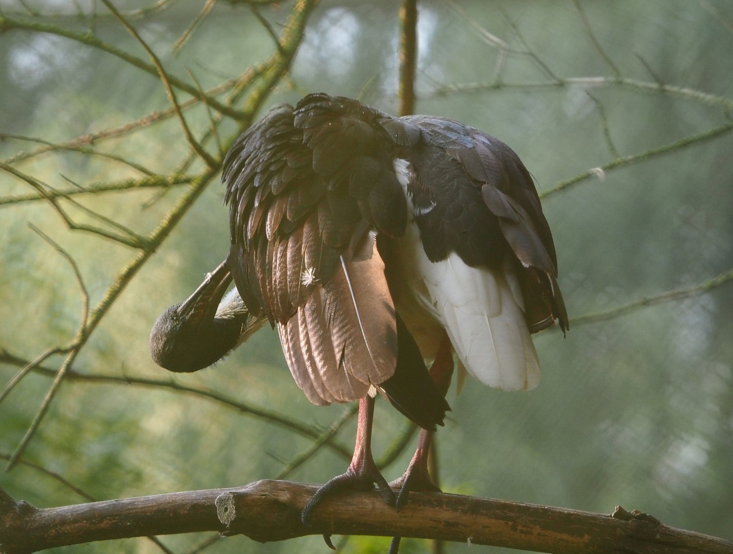 Preening Straw-necked ibis (Threskiornis spinicollis) in the morning light, 2020-09-16