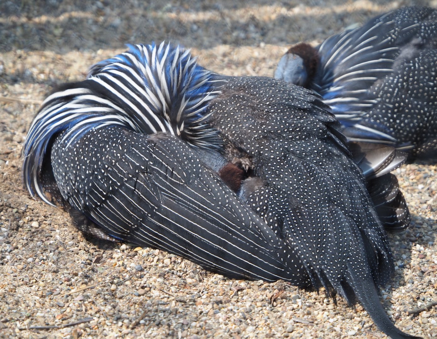 Preening Vulturine guineafowl (Acryllium vulturinum), 2021-04-21