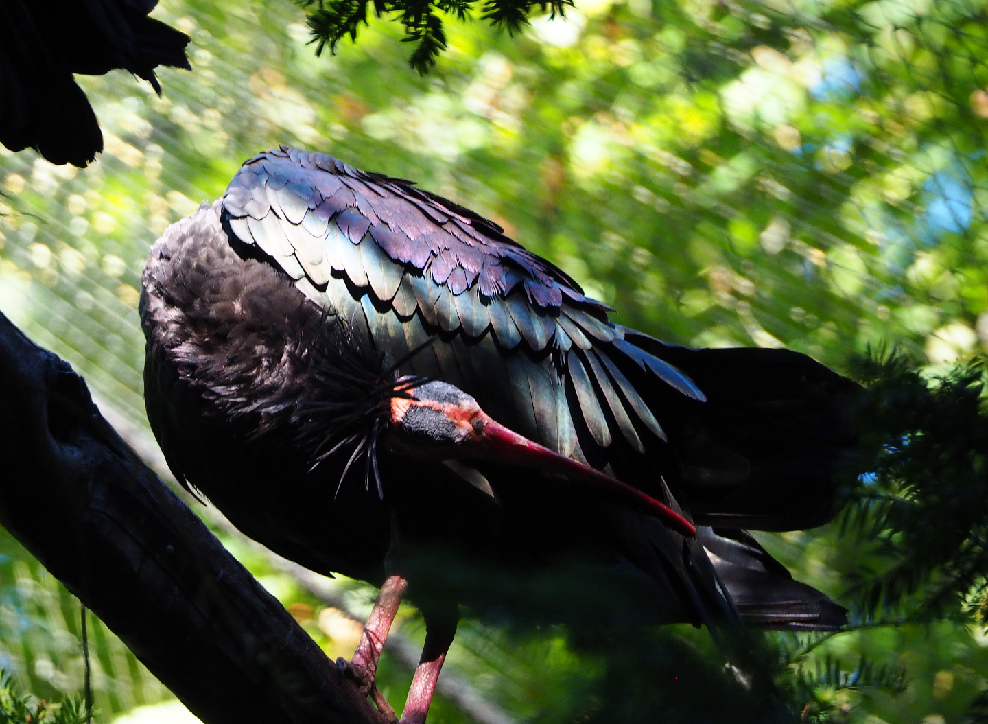 Preening waldrapp (Geronticus eremita), 2020-07-21