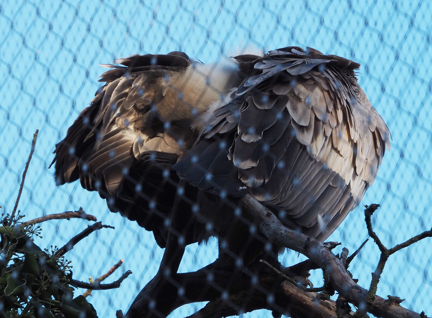 Preening Western eurasian griffon vulture (Gyps fulvus fulvus), 2020-10-10
