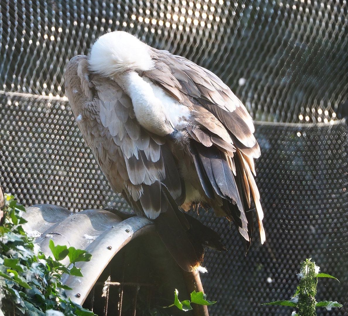 Preening Western Eurasian griffon vulture (Gyps fulvus fulvus), 2022-07-16