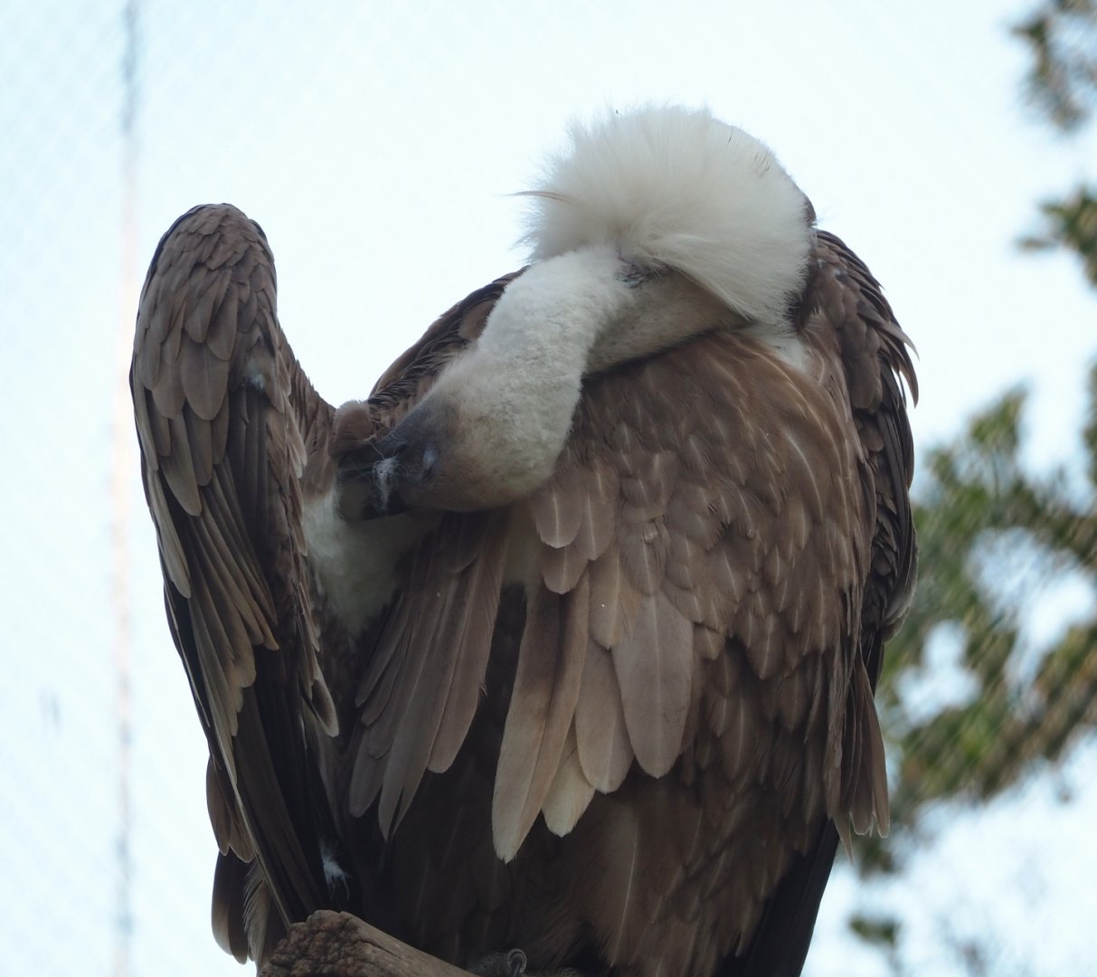 Preening Western Eurasian griffon vulture (Gyps fulvus fulvus), 2023-06-04