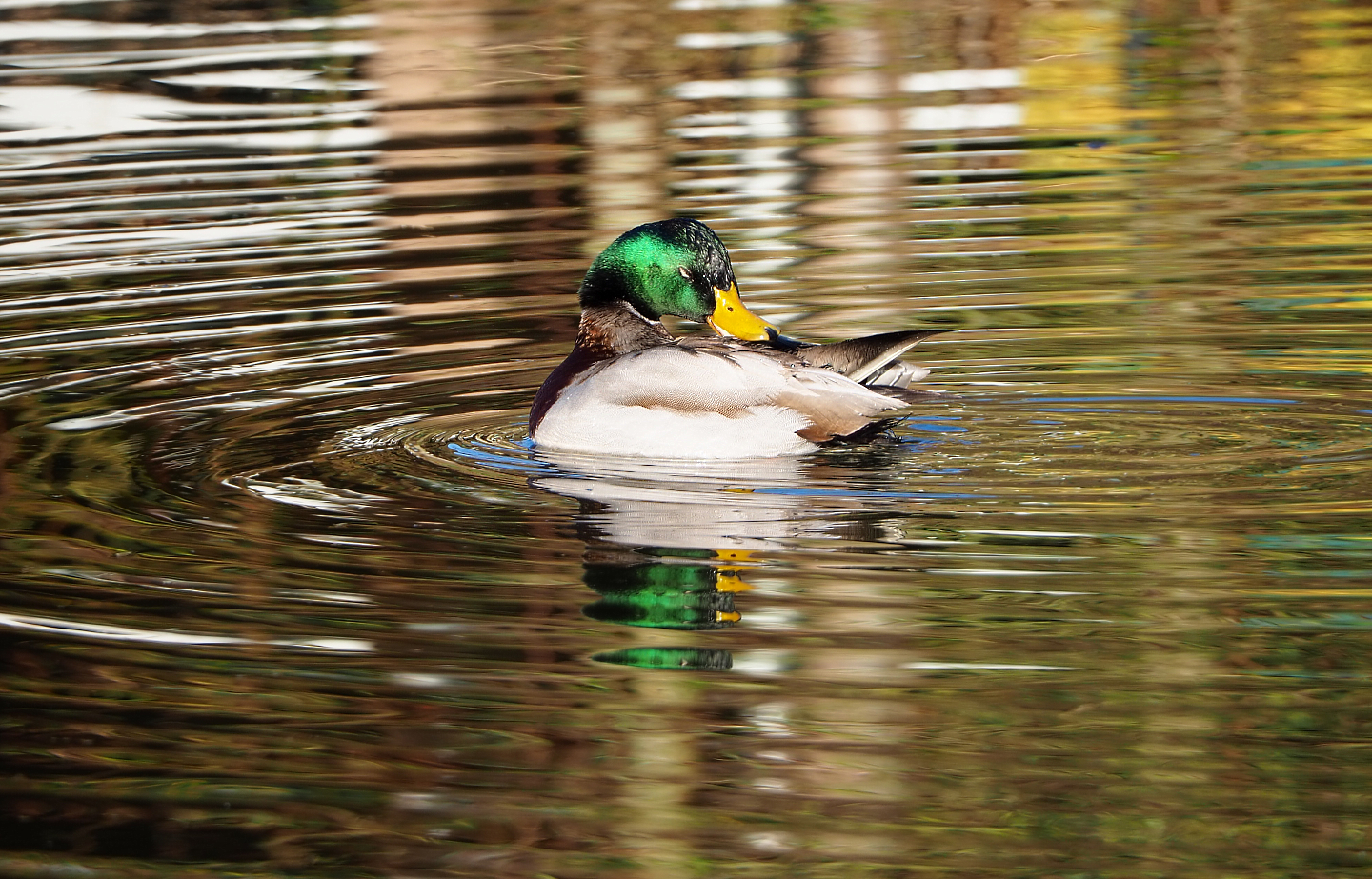 Preening wild Mallard drake (Anas platyrhynchos), 2022-02-12
