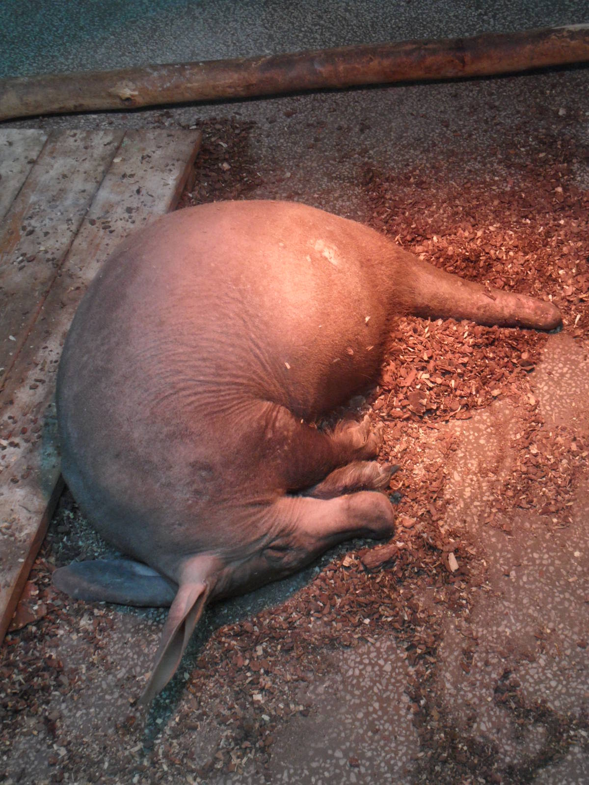 Pregnant aardvark