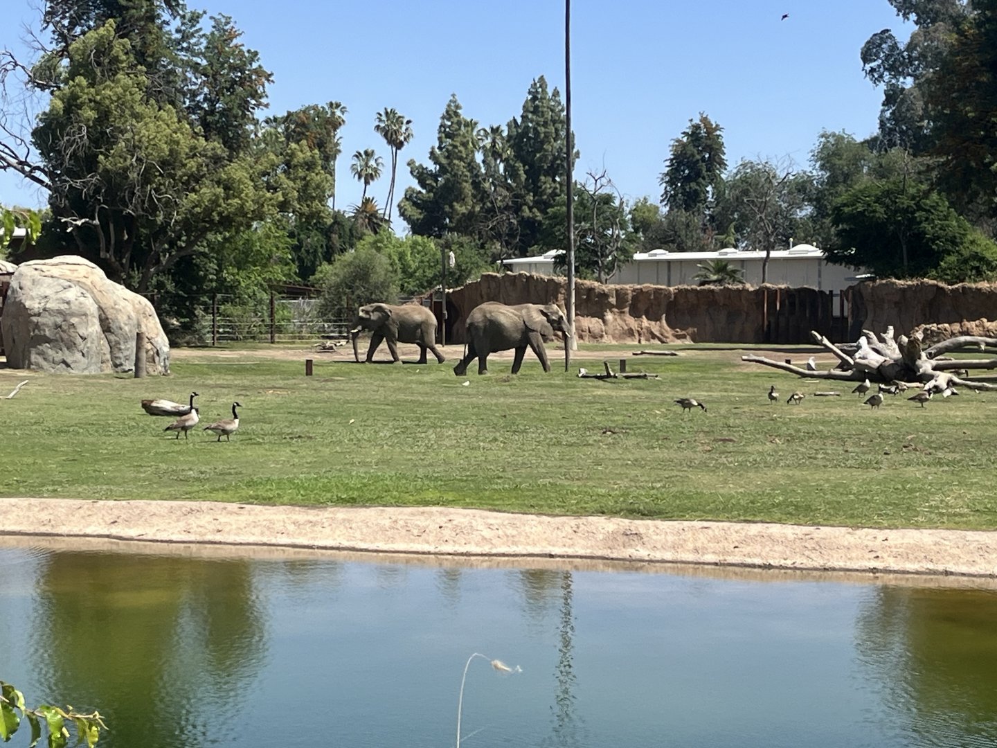 Pregnant African Elephants Nolwazi and Amahle