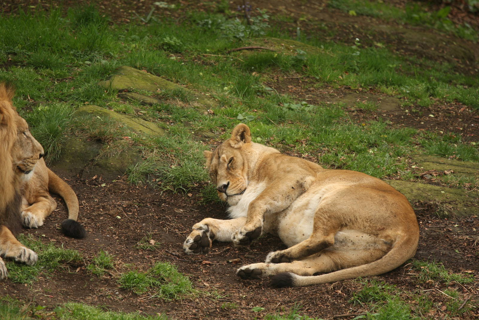 Pregnant Asiatic Lioness