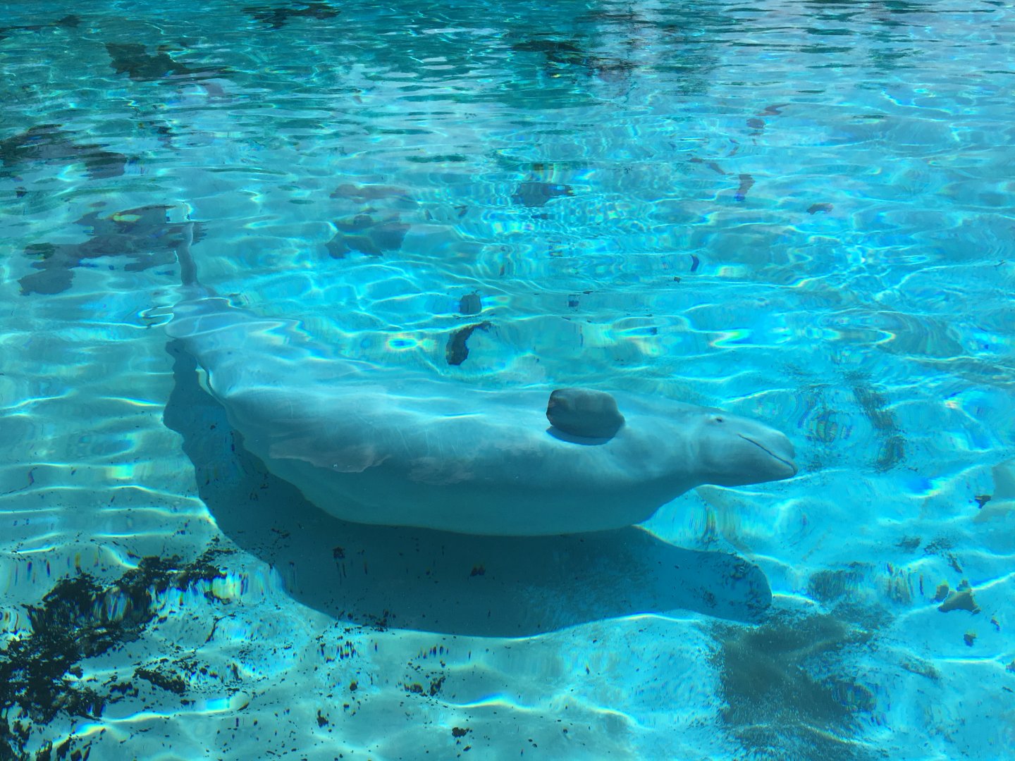 Pregnant Beluga