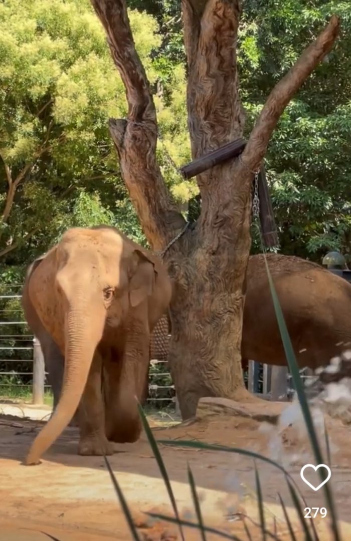 Pregnant elephant Melbourne Zoo