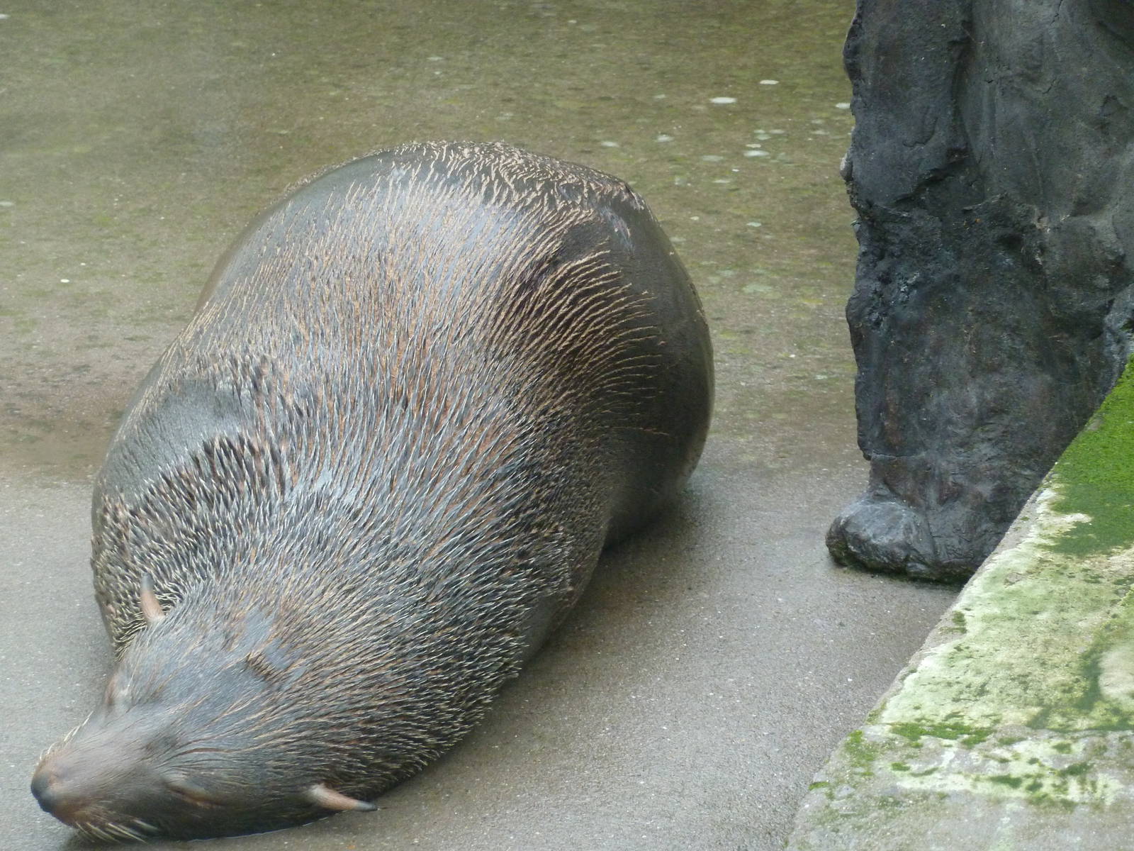 Pregnant fur seal