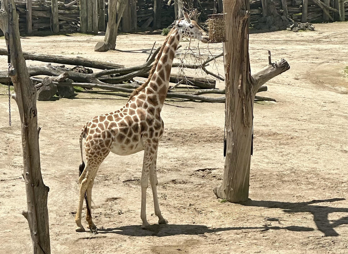 Pregnant Giraffe