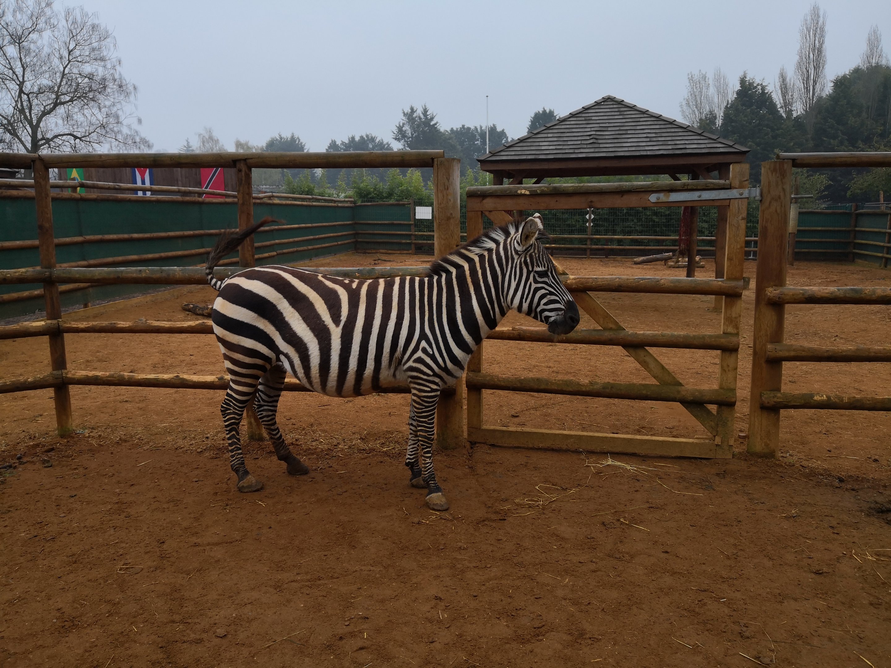 Pregnant looking Zebra VWP
