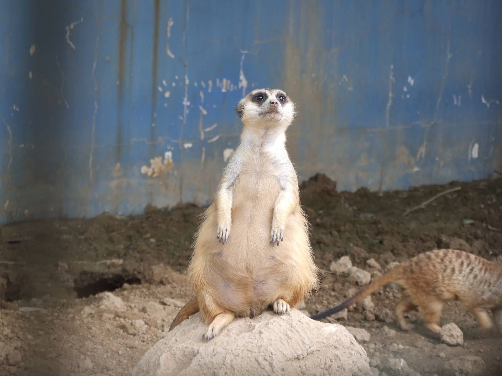 Pregnant Meerkat?