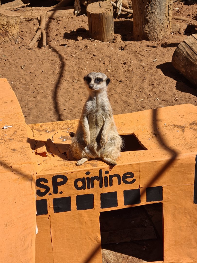 Pregnant Meerkat?
