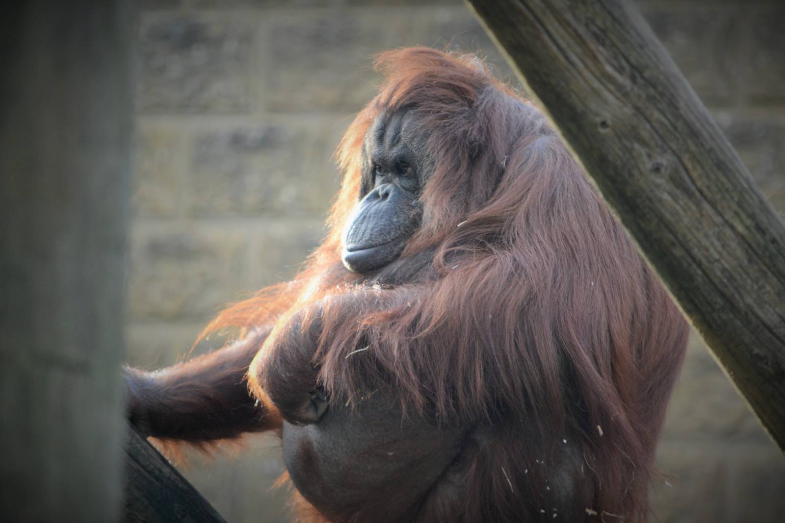 Pregnant, or just fat?!