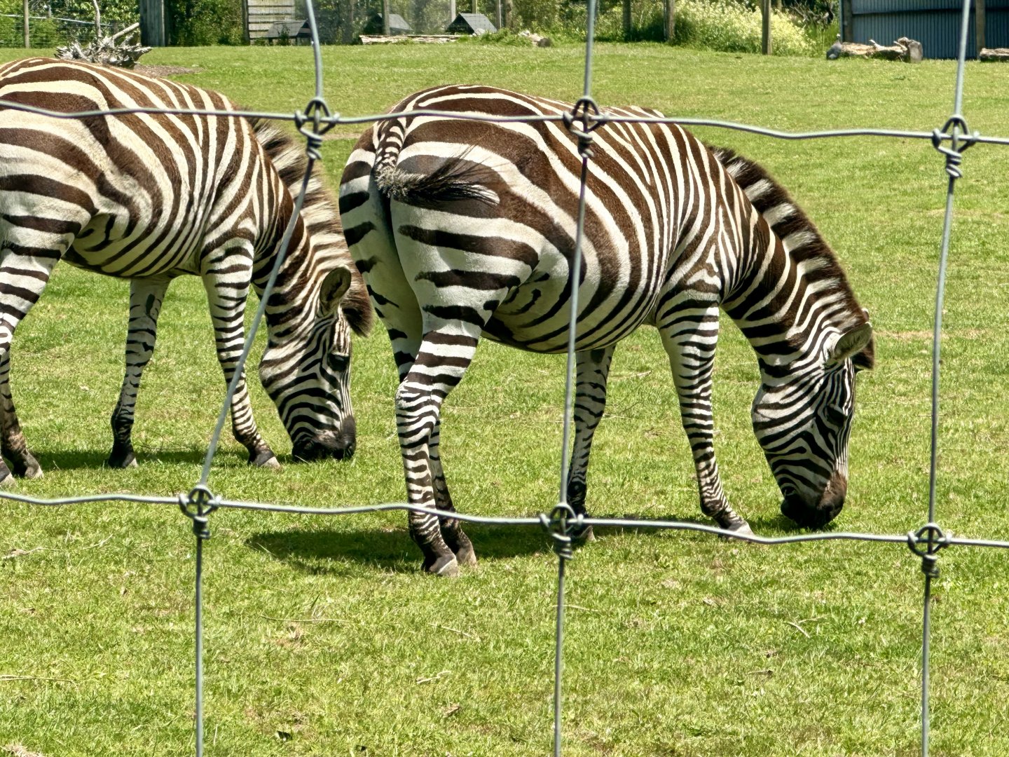 Pregnant Plains Zebra